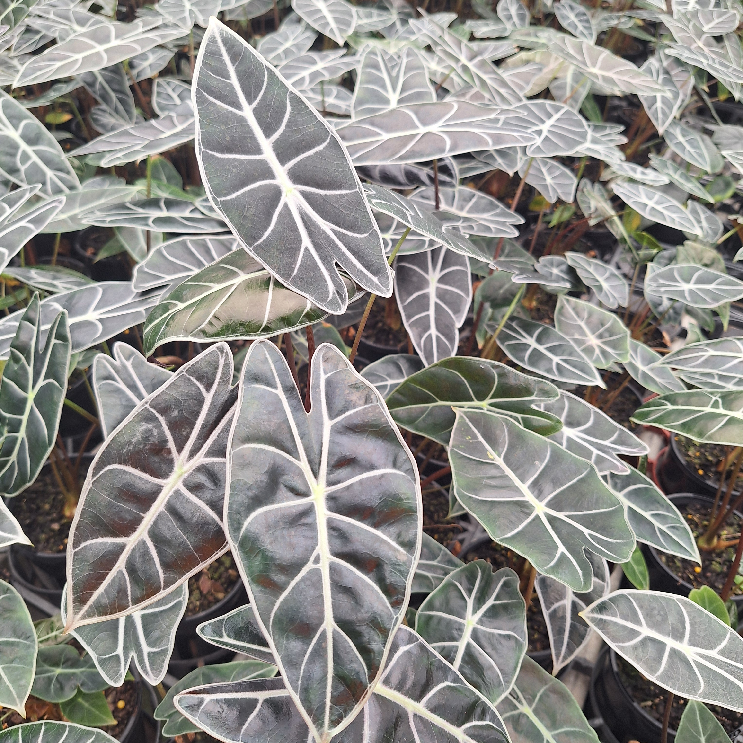 Alocasia  no ID