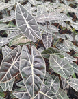 Alocasia  no ID