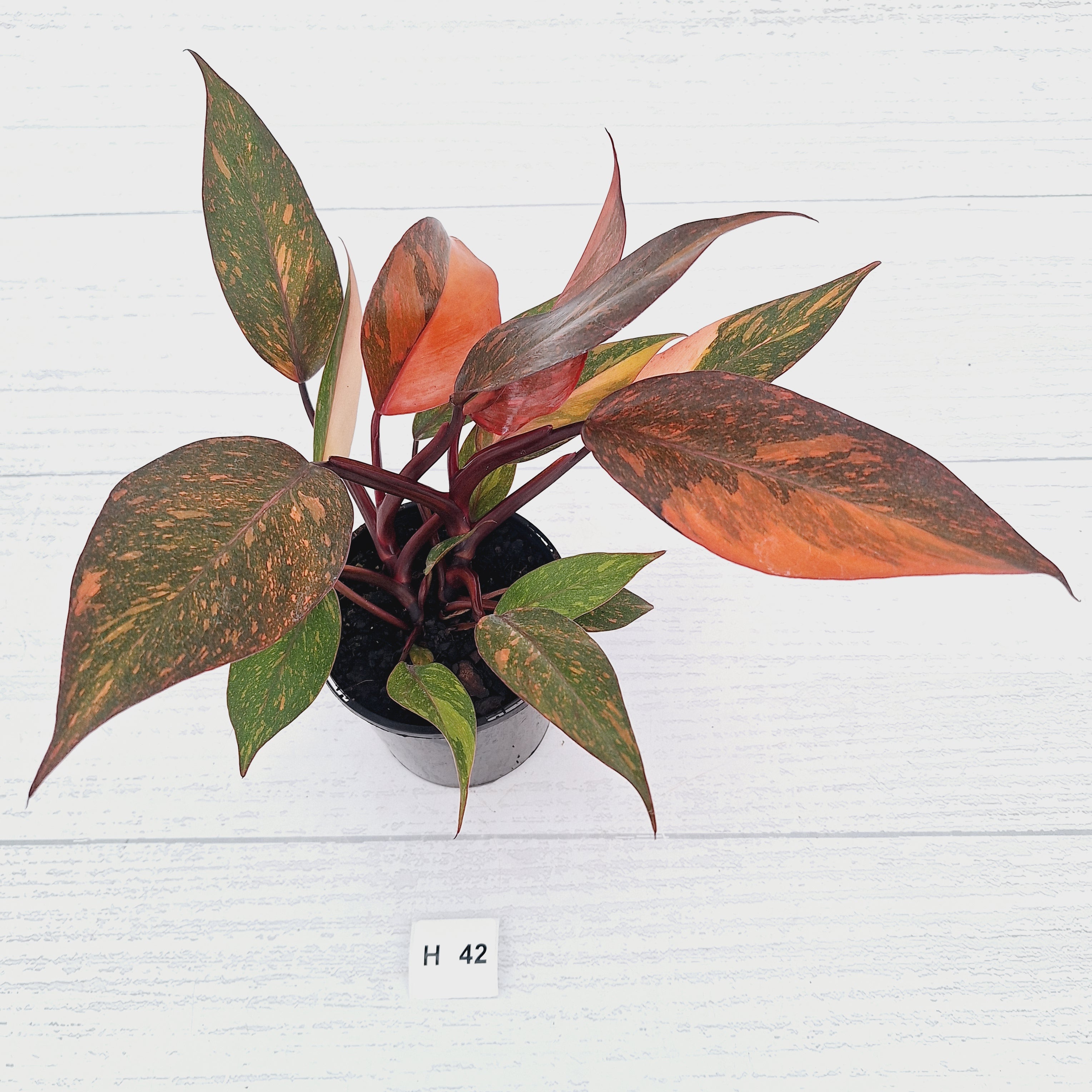 Philodendron 'Orange Princess' - FLASH SALE