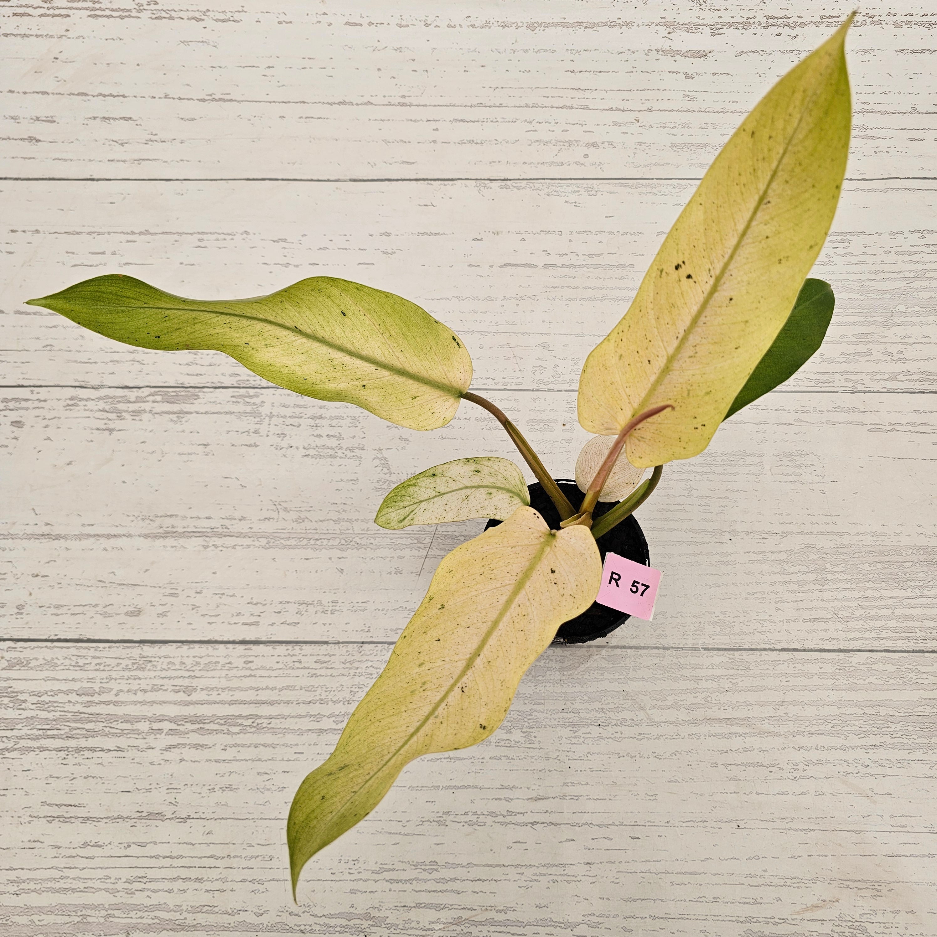 Philodendron  'Whipple Way' SALE