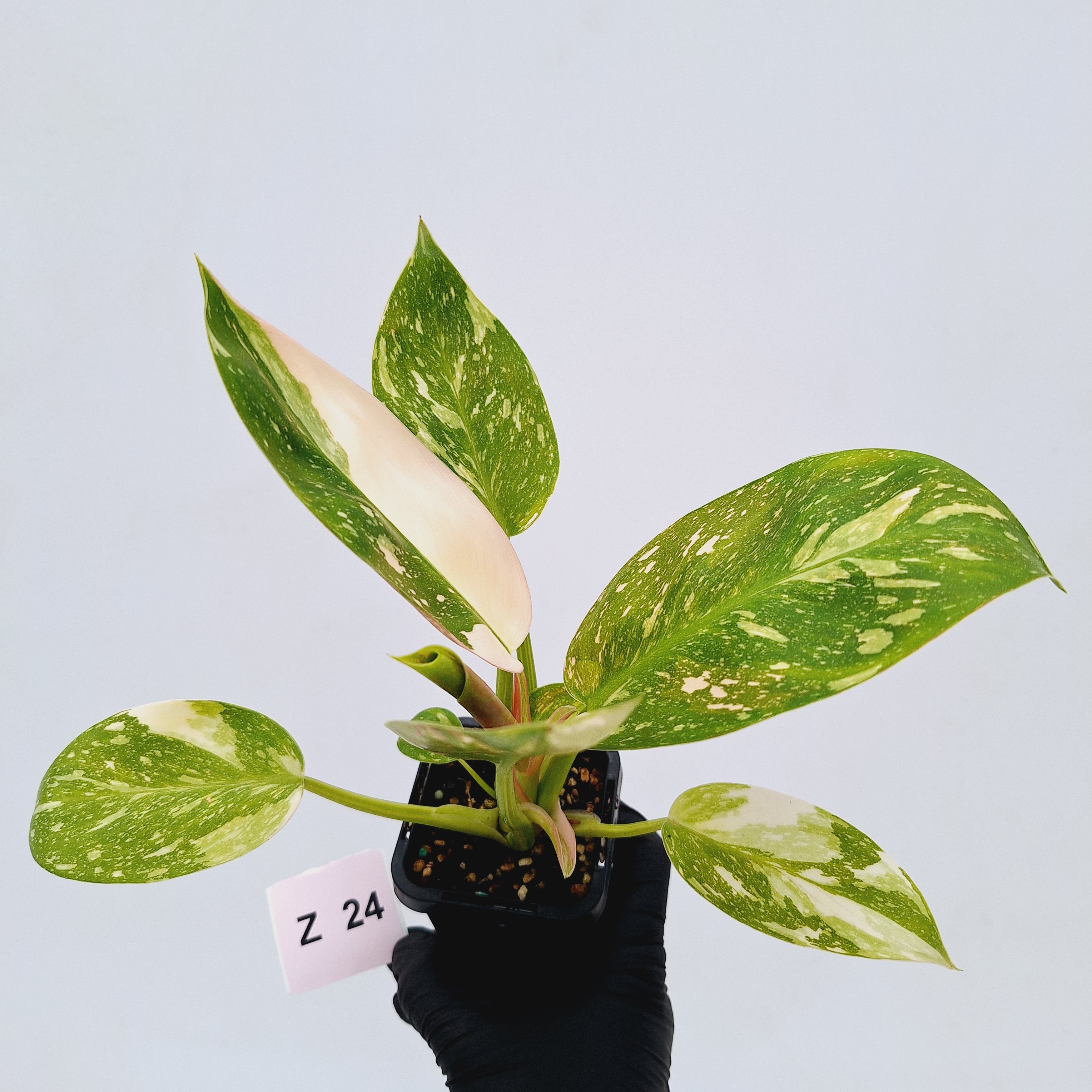 Philodendron Green Congo Variegata (Nuclear)