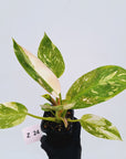 Philodendron Green Congo Variegata (Nuclear)