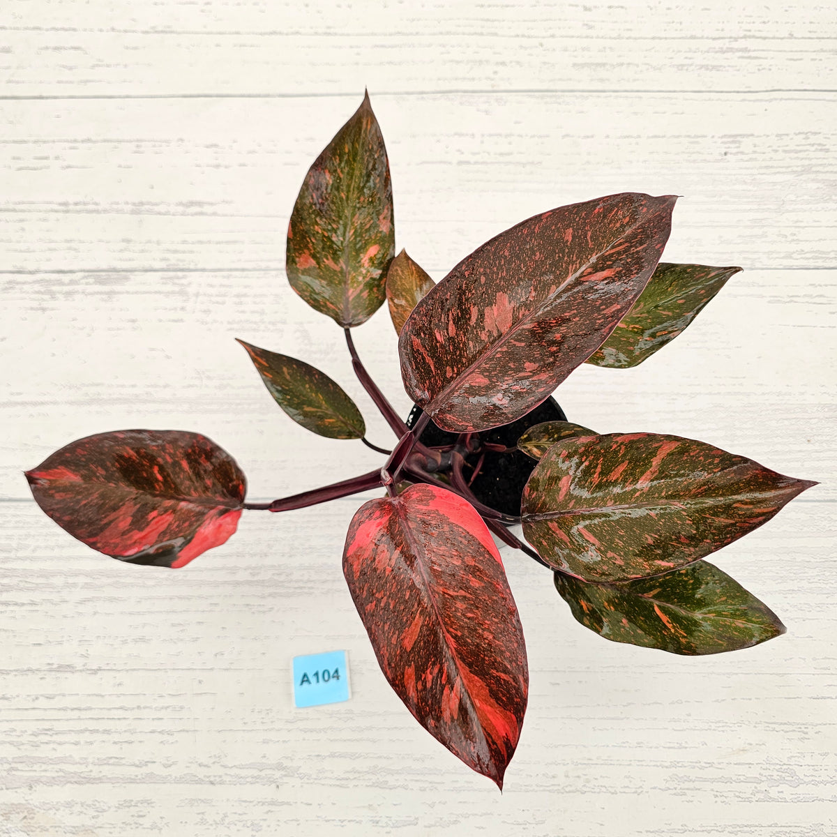 Philodendron 'Orange Princess'