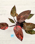 Philodendron 'Orange Princess'