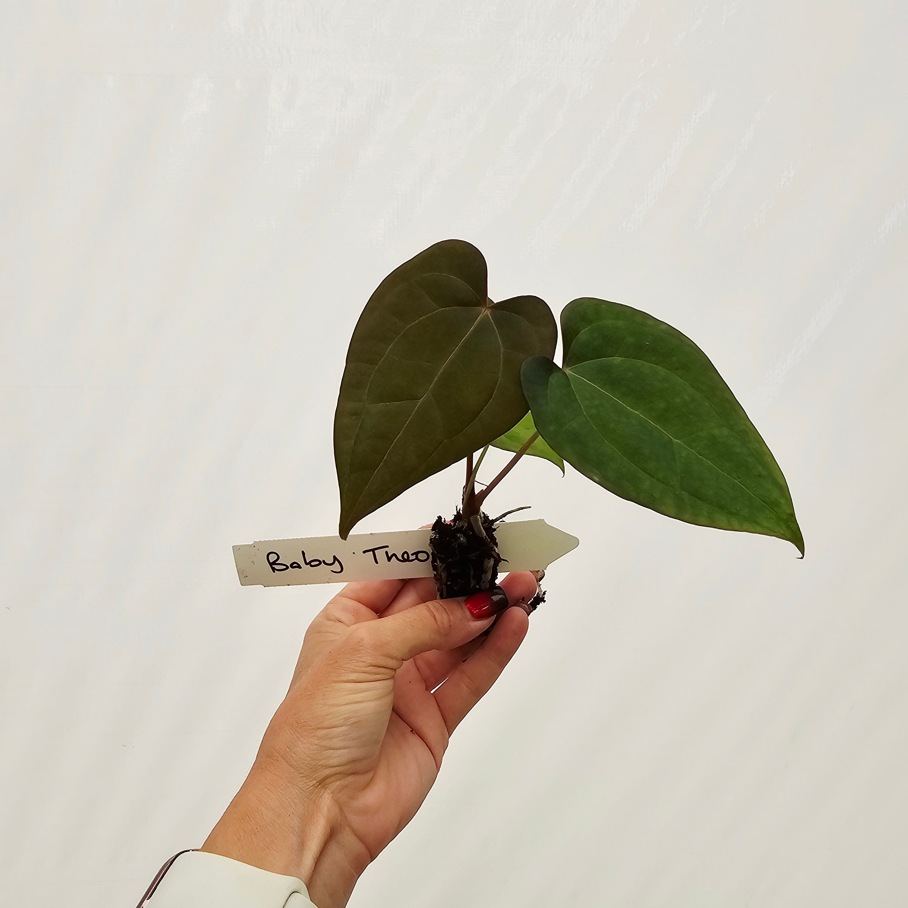 Anthurium Papillilaminum x Ace of Spades - Bare Bottom Baby- Baby Theo