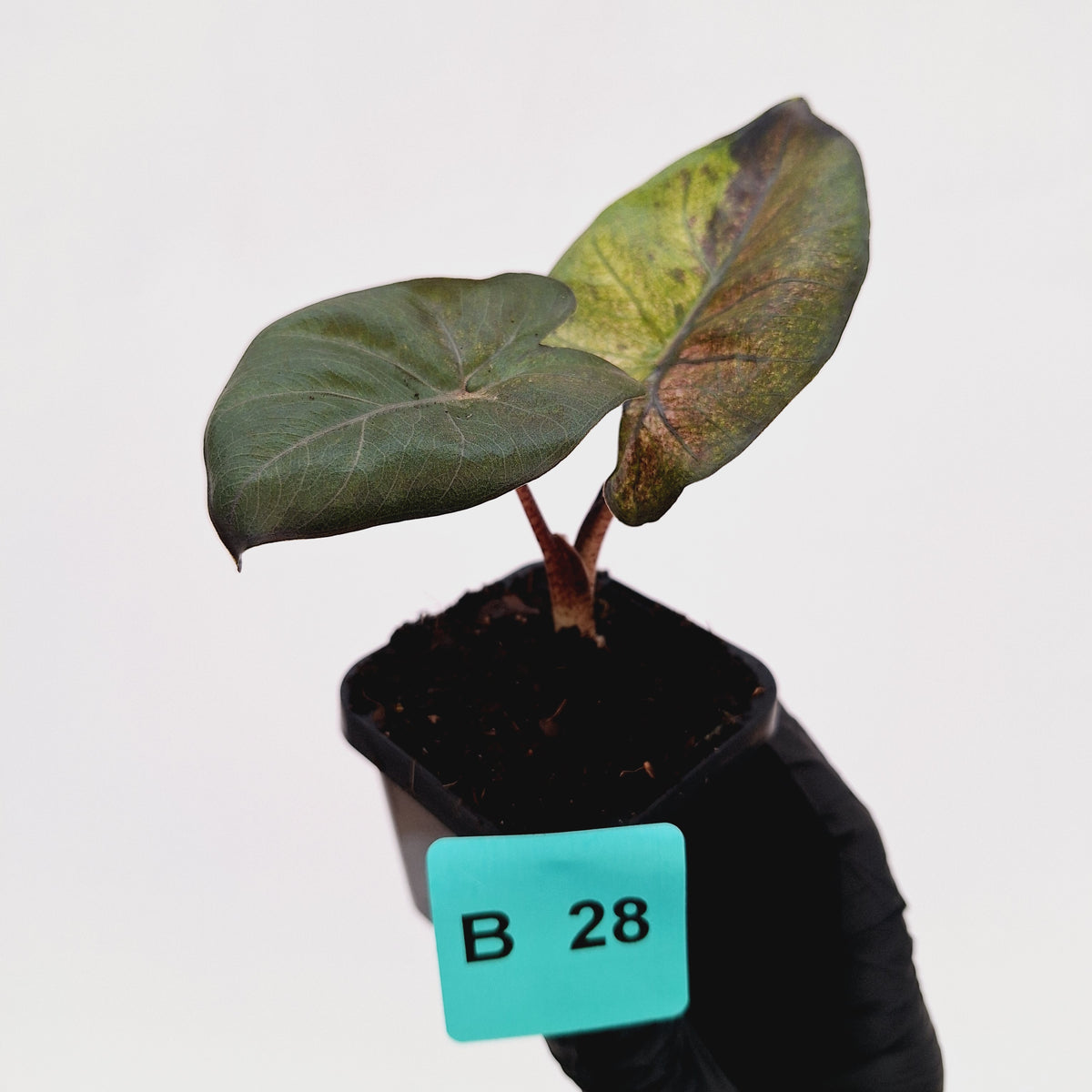 Alocasia macrorrhizos 'plumbea Variegata'