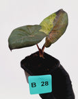 Alocasia macrorrhizos 'plumbea Variegata'