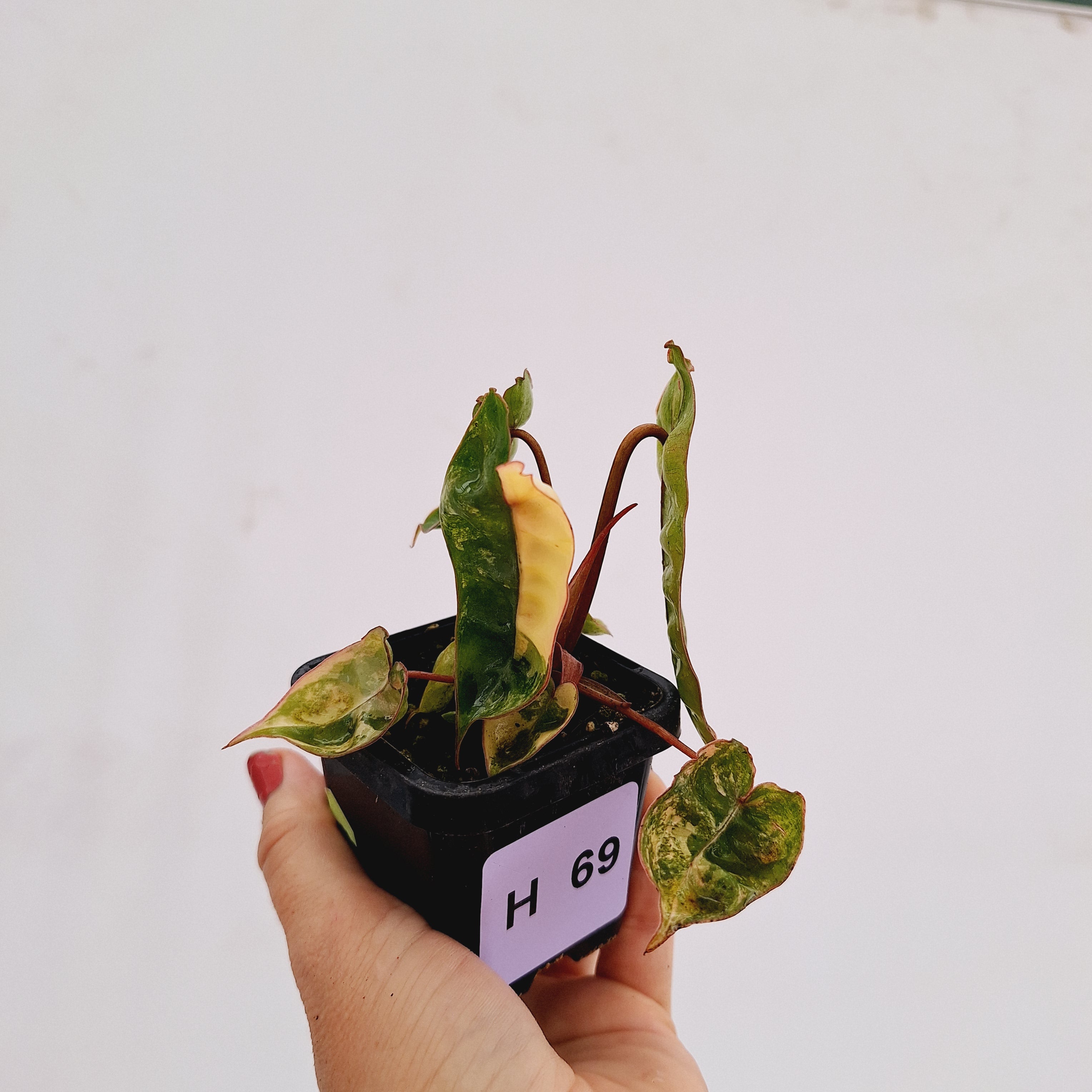 Philodendron billietiae Variegata
