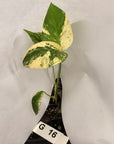 Monstera Deliciosa Mint - Bare Bottom Baby - SALE