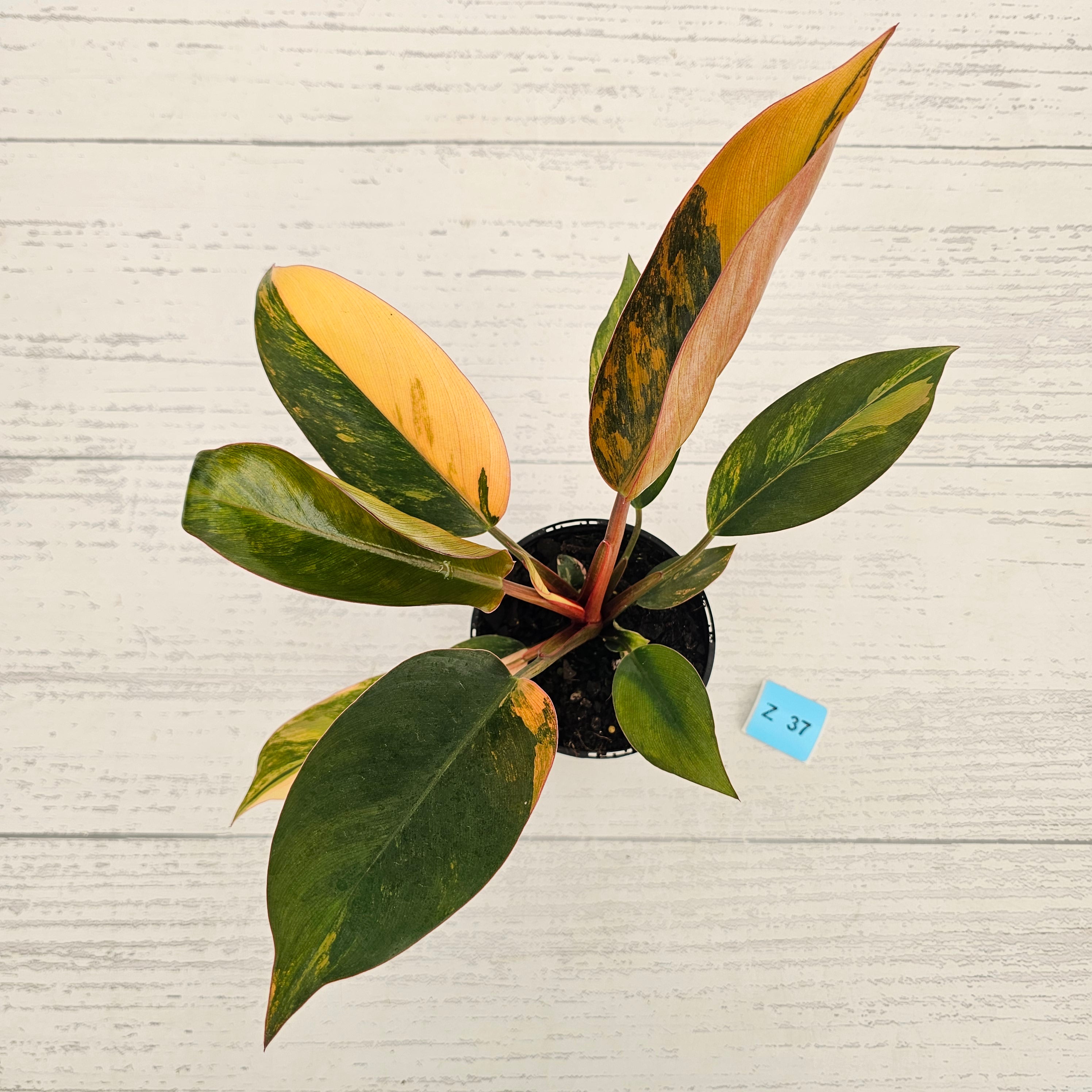 Philodendron 'Rojo Congo Variegated' 125mm