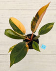 Philodendron 'Rojo Congo Variegated' 125mm