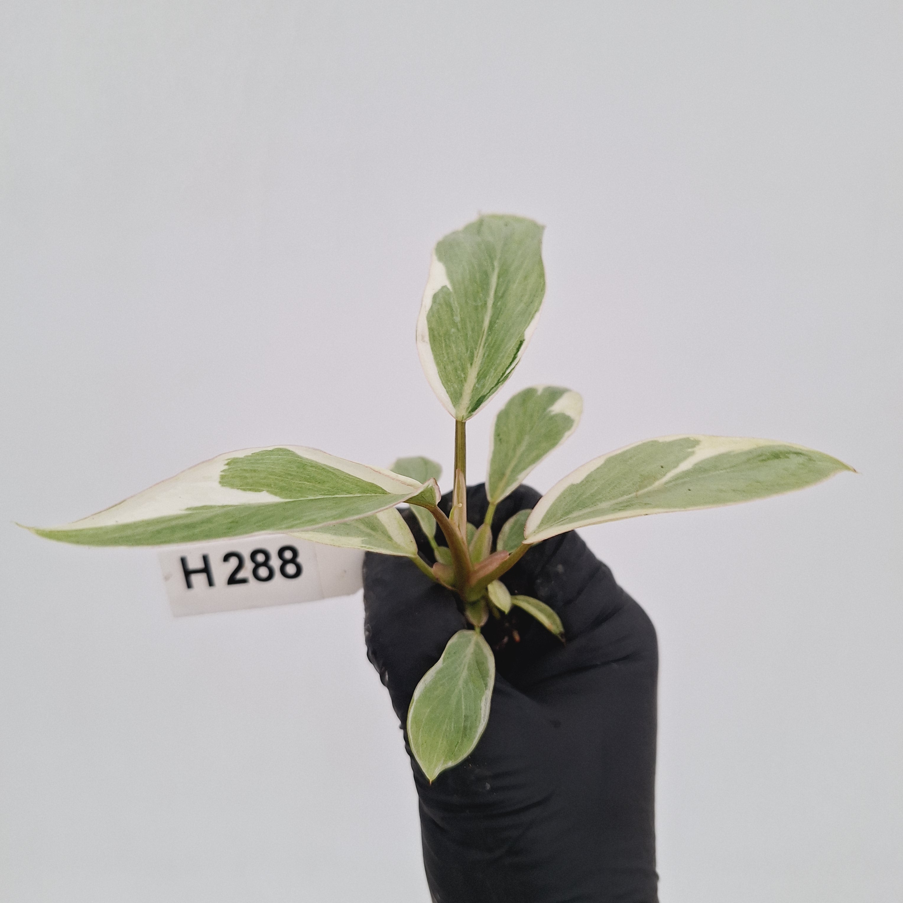 Philodendron pinnatifidum 'Jungle Fever' NO ID