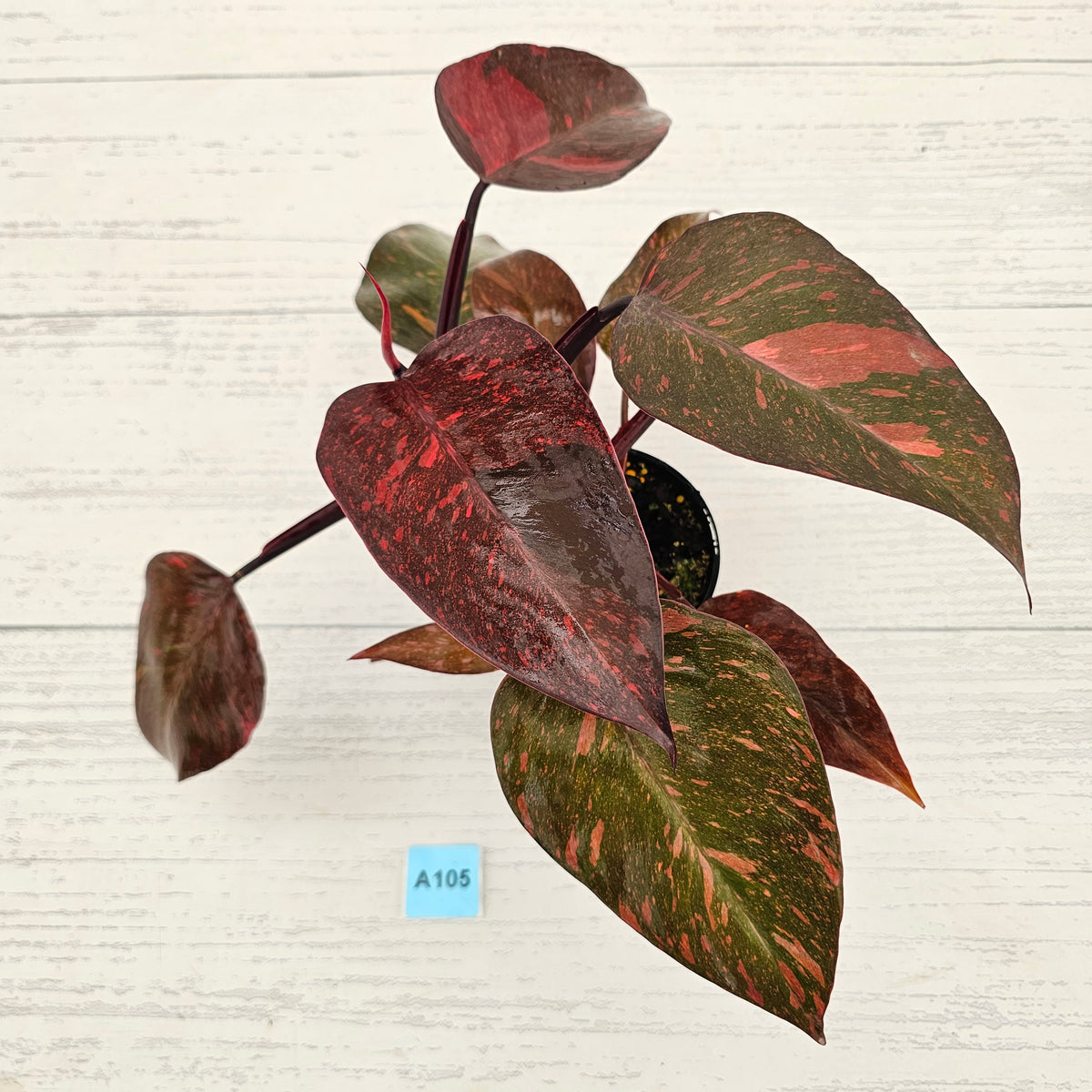 Philodendron 'Orange Princess'