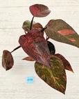 Philodendron 'Orange Princess'