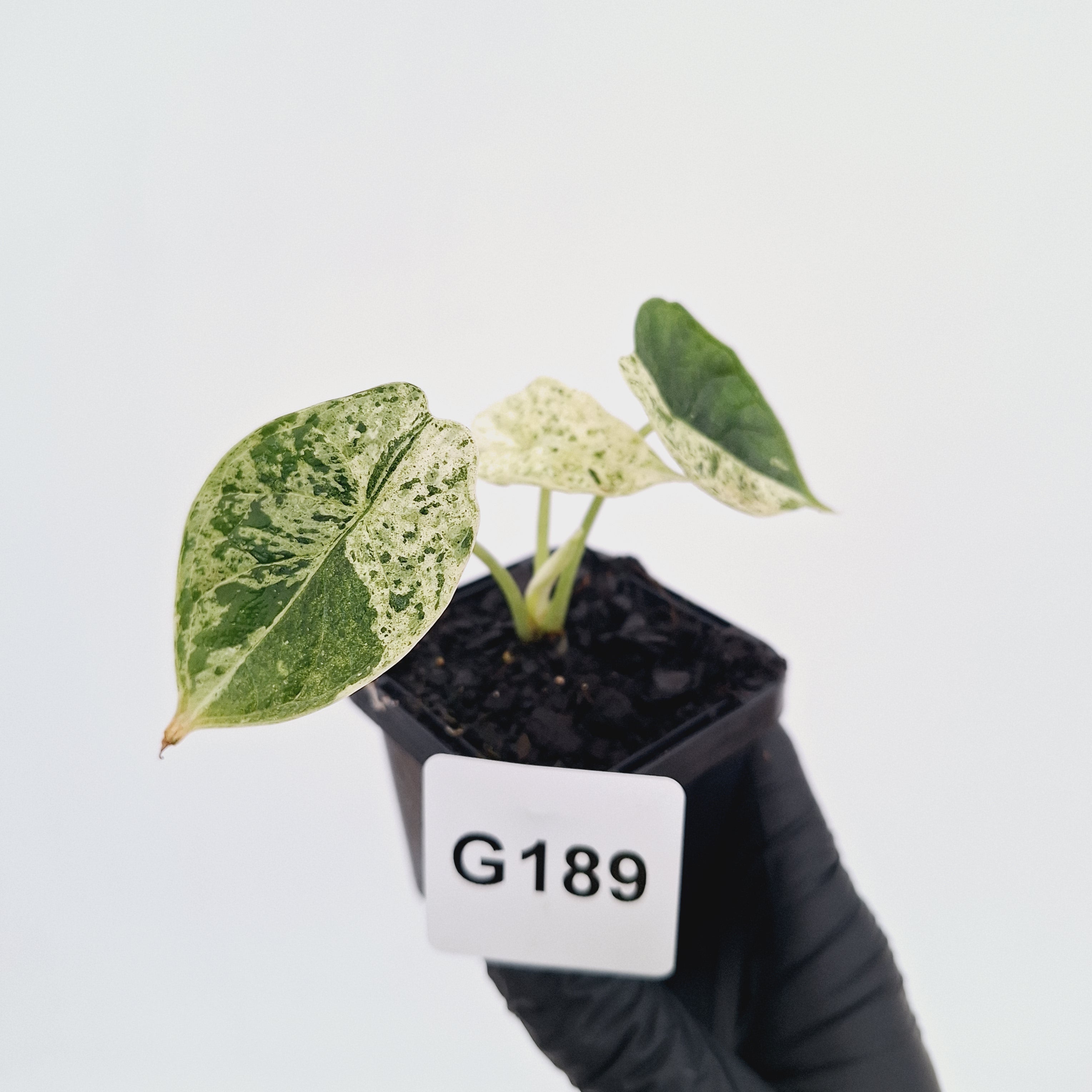 Alocasia baginda ‘Dragon Scale Mint'
