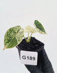Alocasia baginda ‘Dragon Scale Mint'