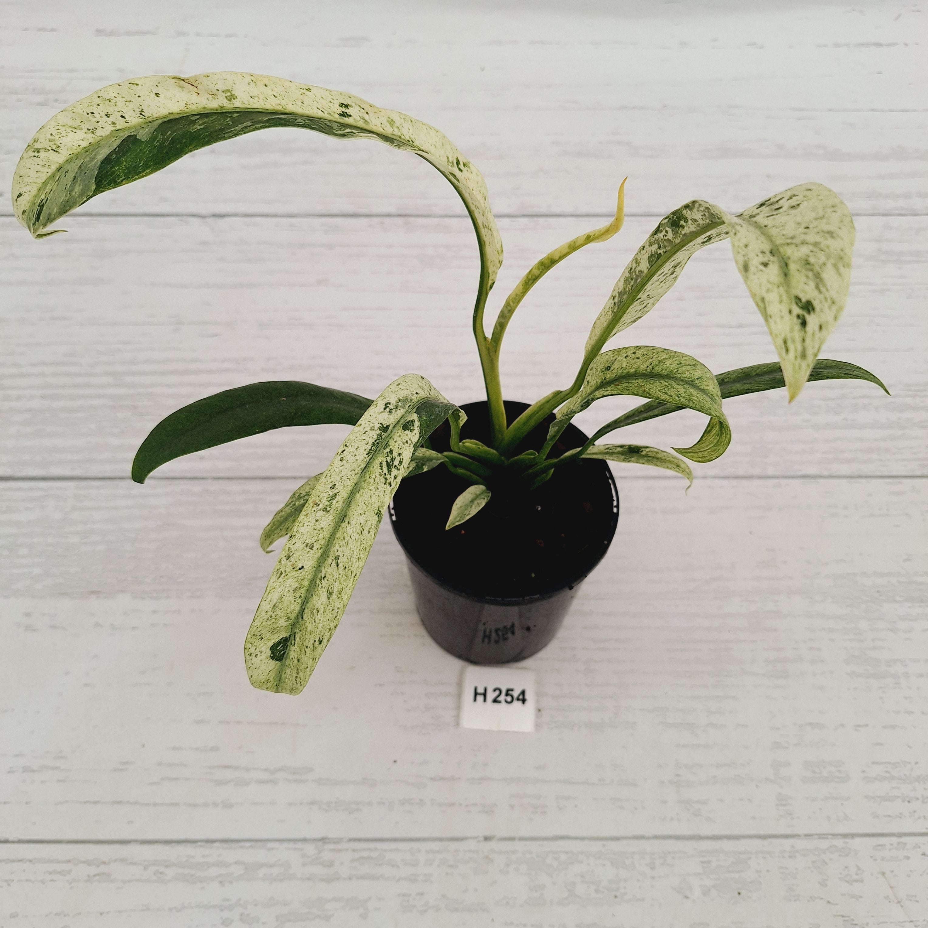 Epipremnum giganteum variegata