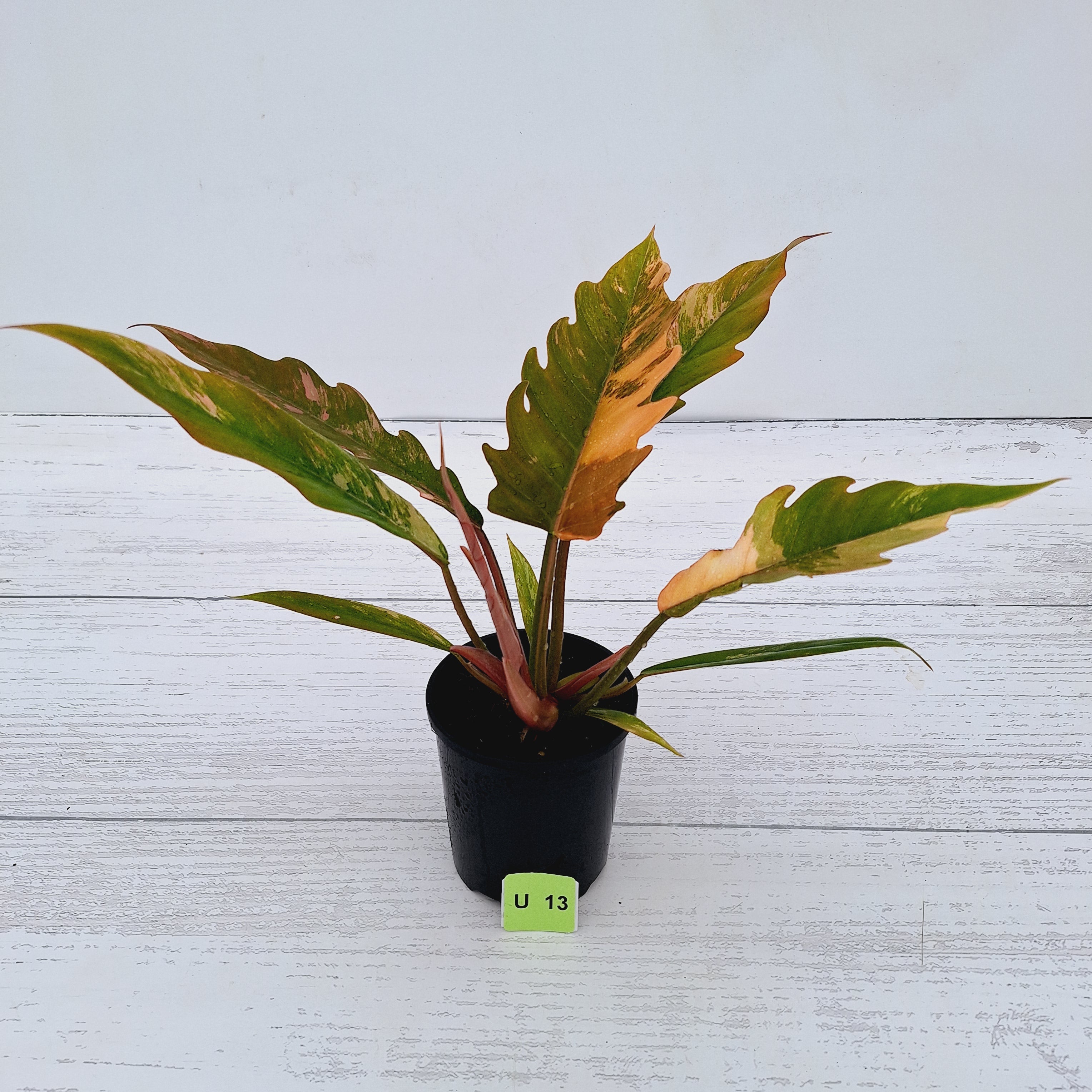Philodendron serratum Caramel Marble