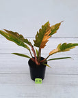 Philodendron serratum Caramel Marble