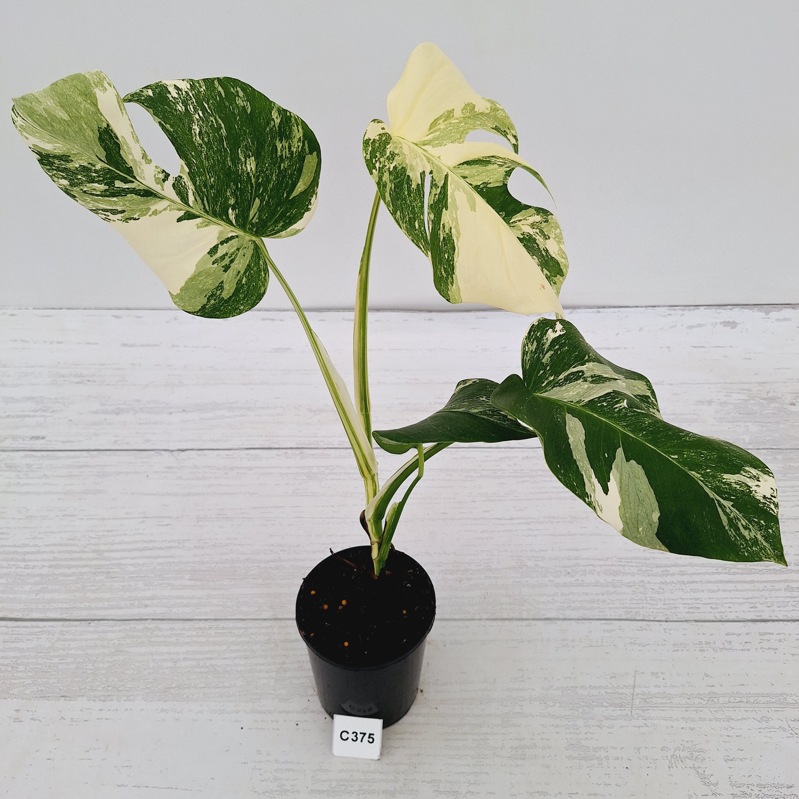 Monstera borsigiana 'Albo'