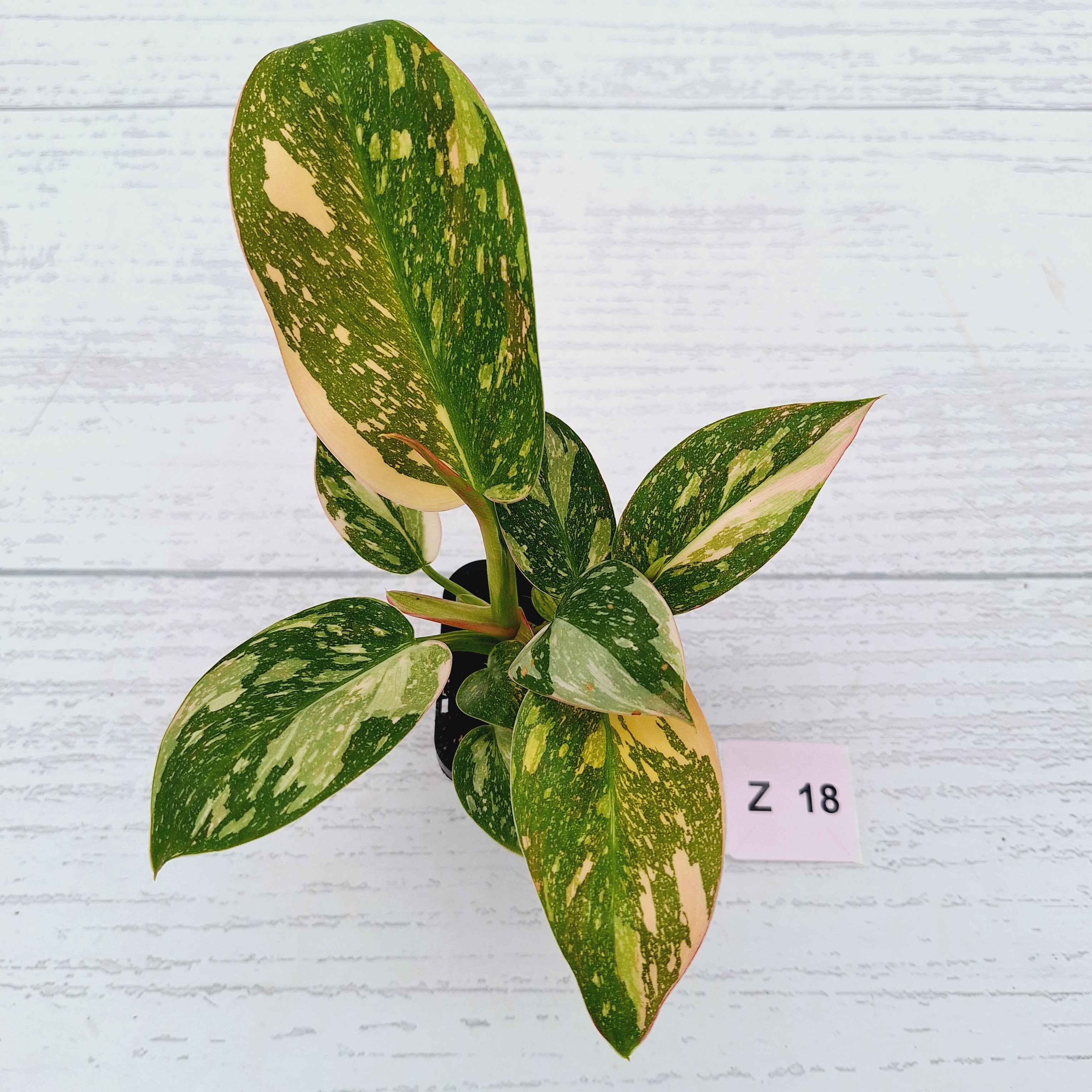 Philodendron Green Congo Variegata (Nuclear)
