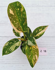 Philodendron Green Congo Variegata (Nuclear)