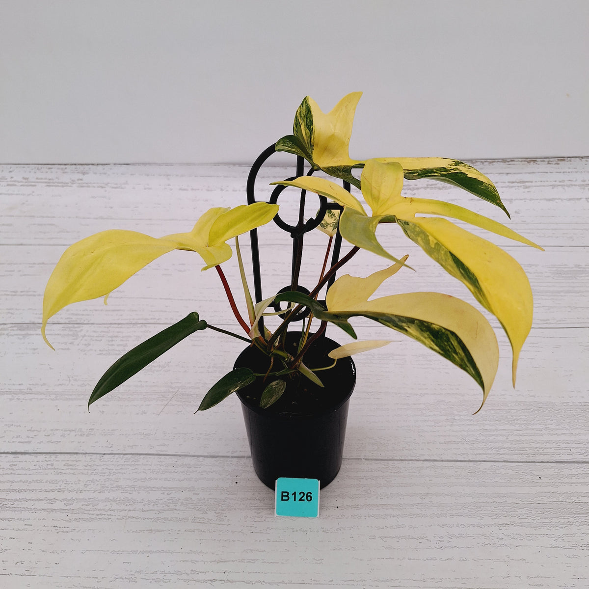 Philodendron pedatum 'Florida Beauty'