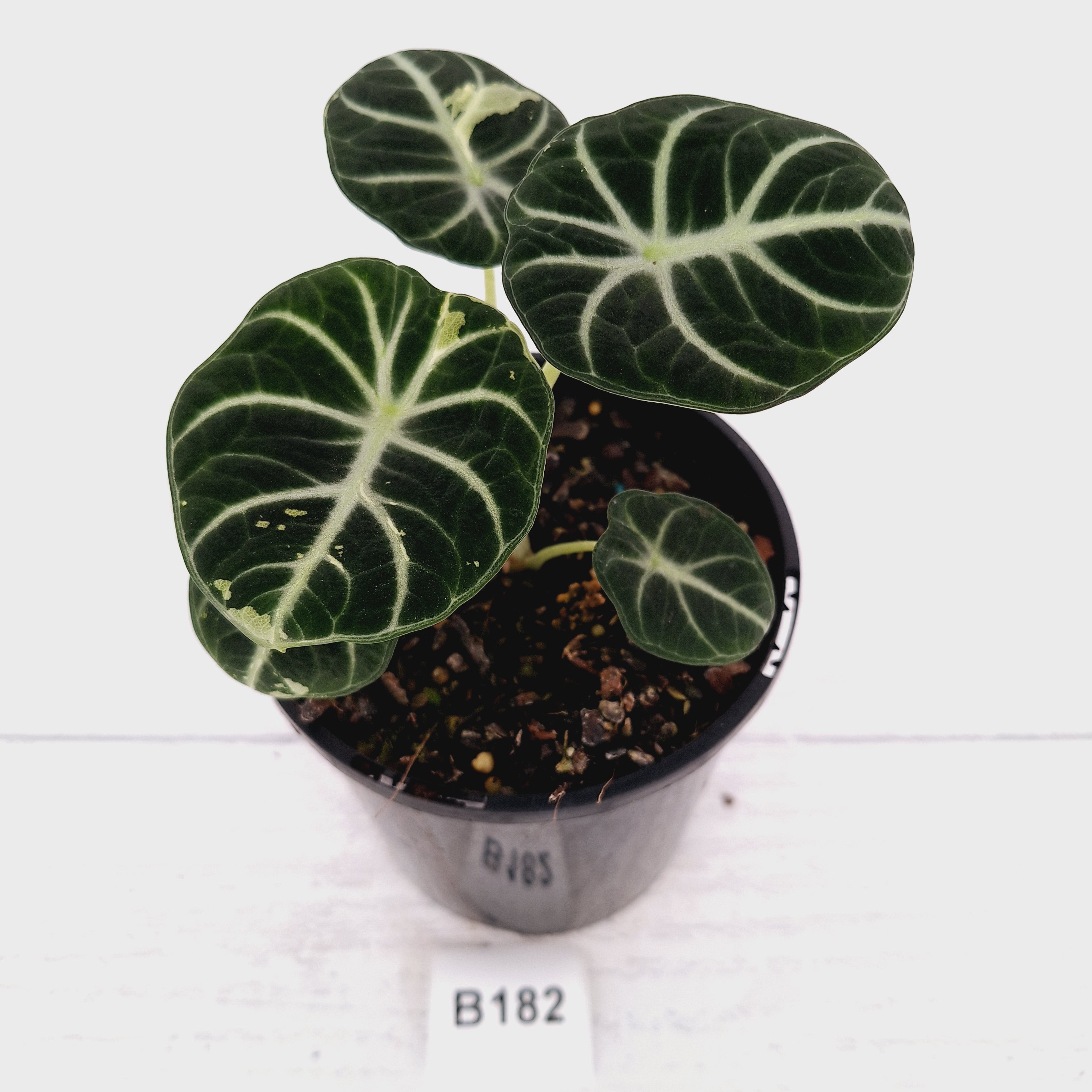Alocasia reginula 'Ninja Variegata'