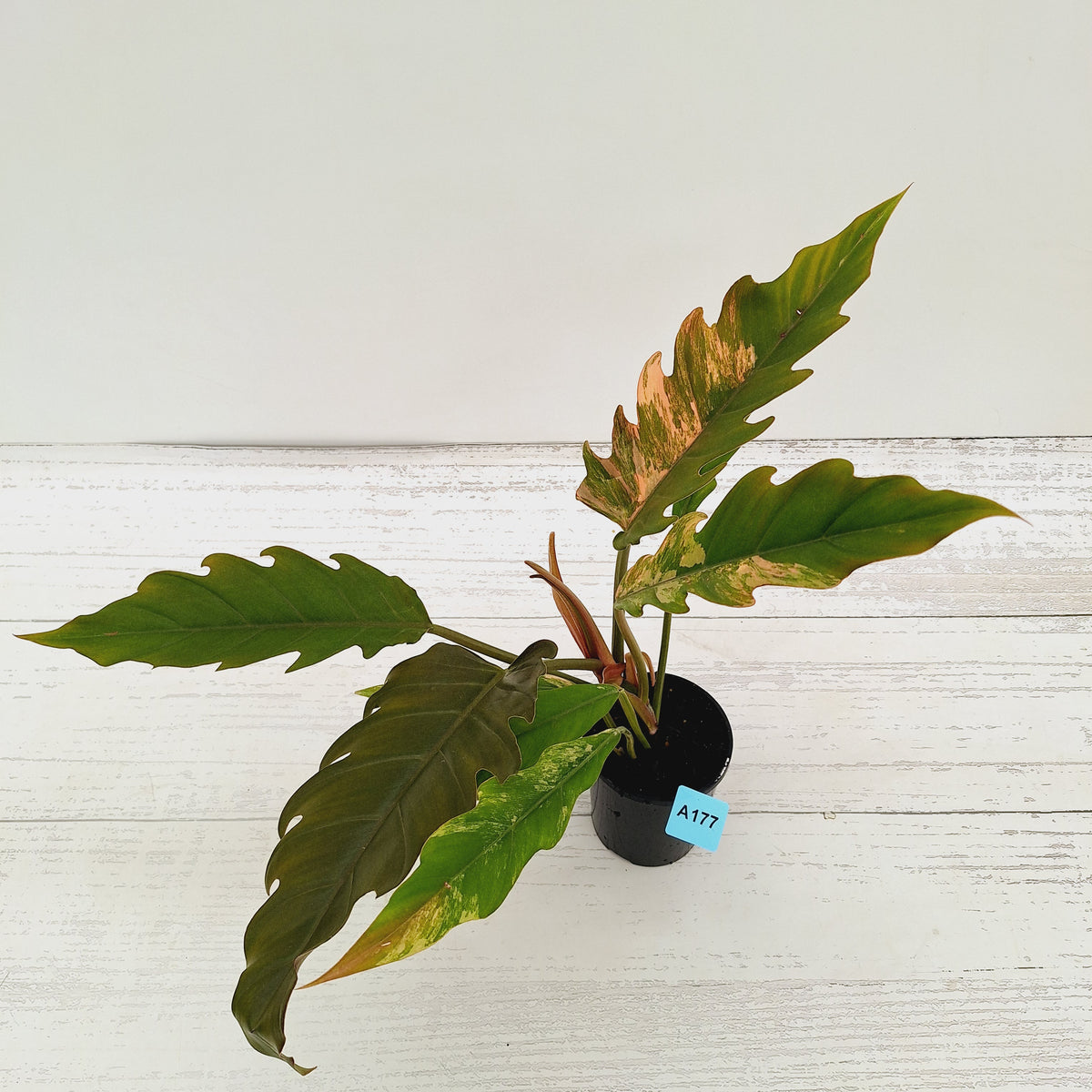 Philodendron serratum 'Caramel Marble' -flash sale