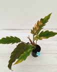 Philodendron serratum 'Caramel Marble' -flash sale