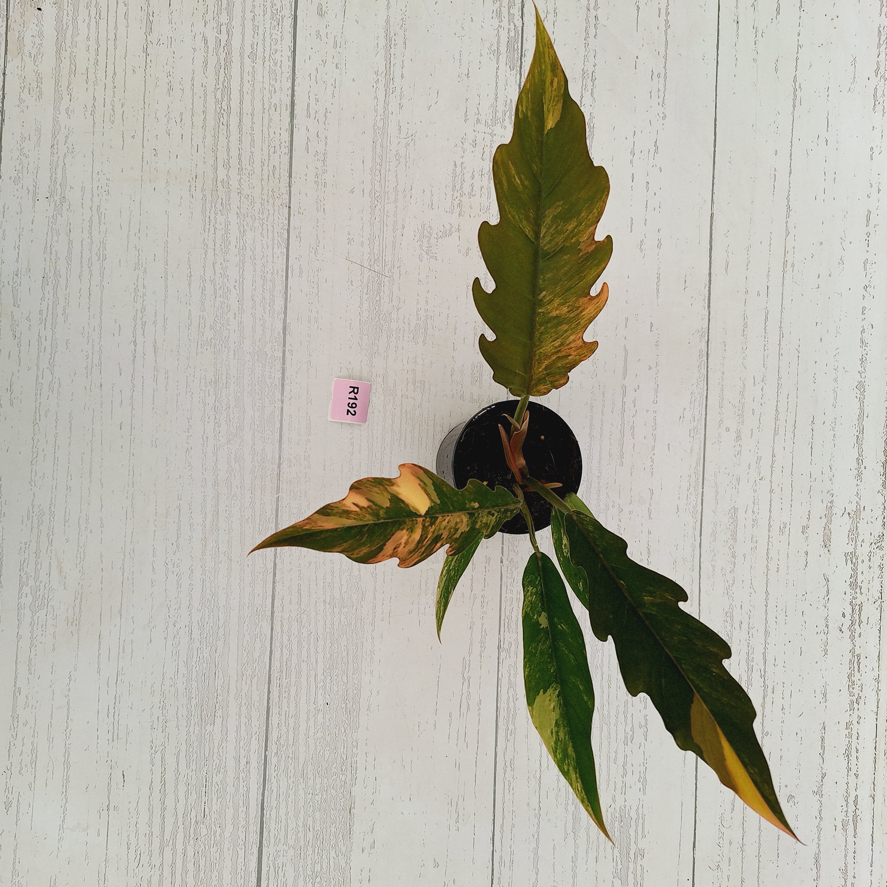 Philodendron serratum 'Caramel Marble'