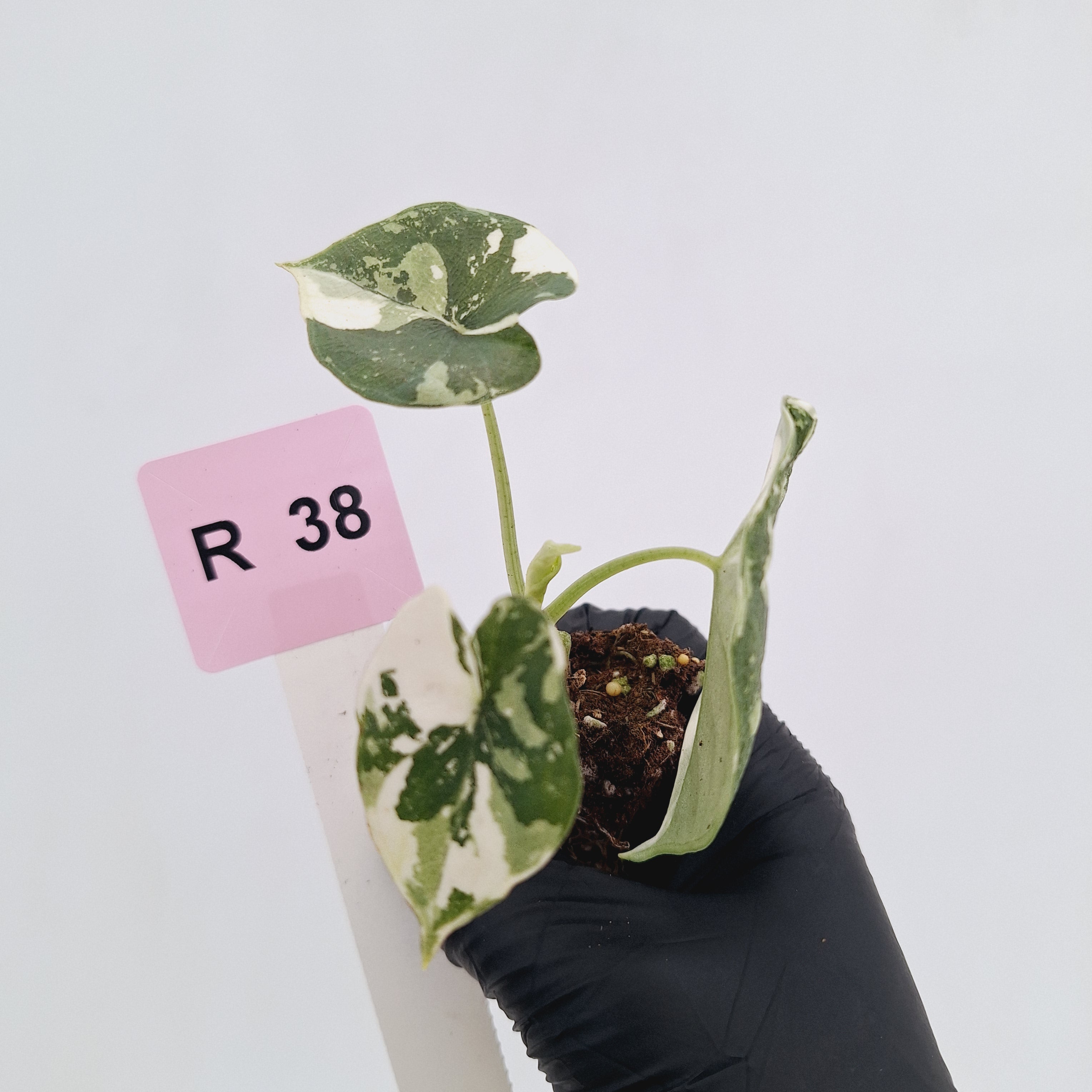 Alocasia melo 'Rhino Skin' Variegata - Bare Bottom Baby
