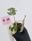 Alocasia melo 'Rhino Skin' Variegata - Bare Bottom Baby