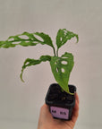 Monstera obliqua ‘Peru’