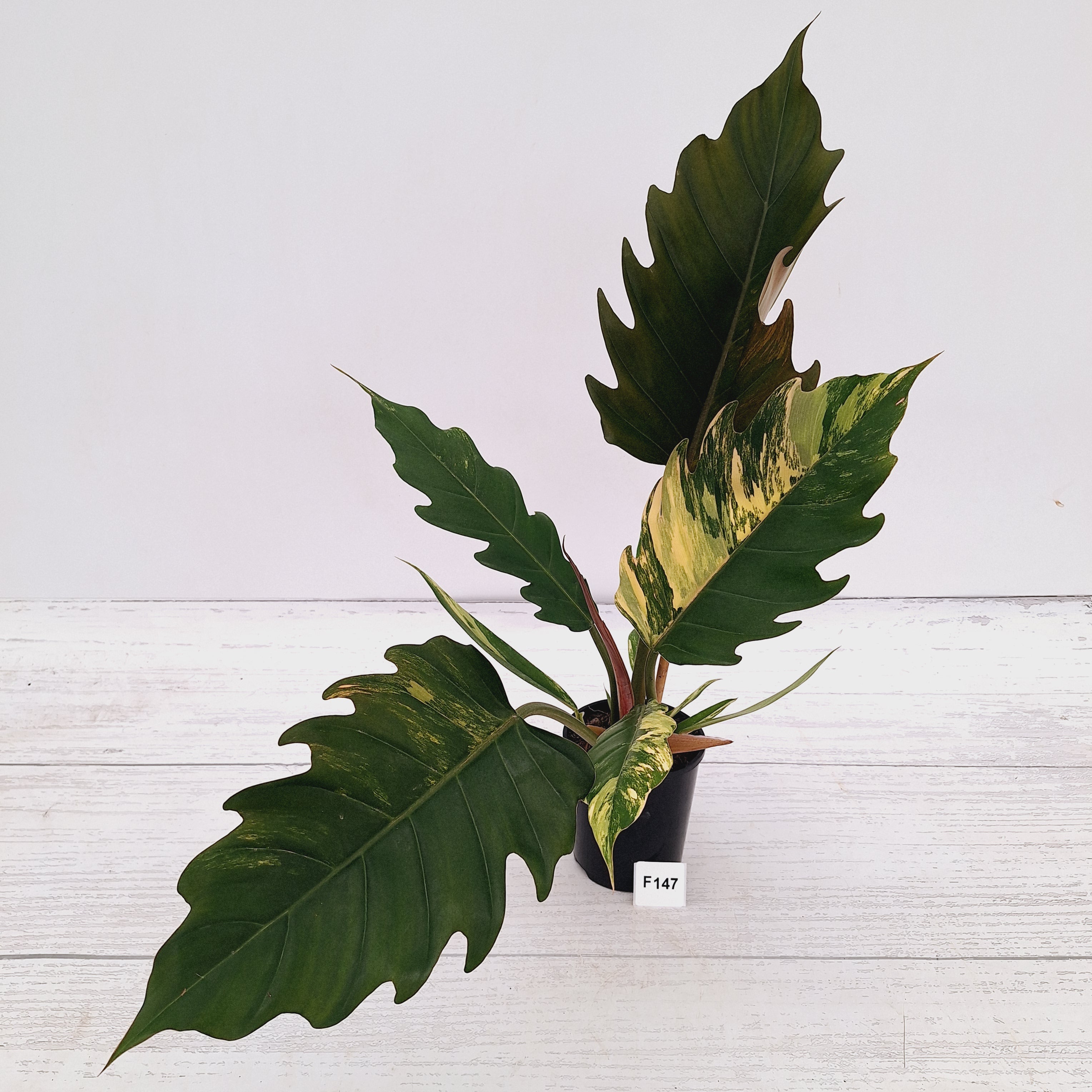 Philodendron serratum Caramel Marble