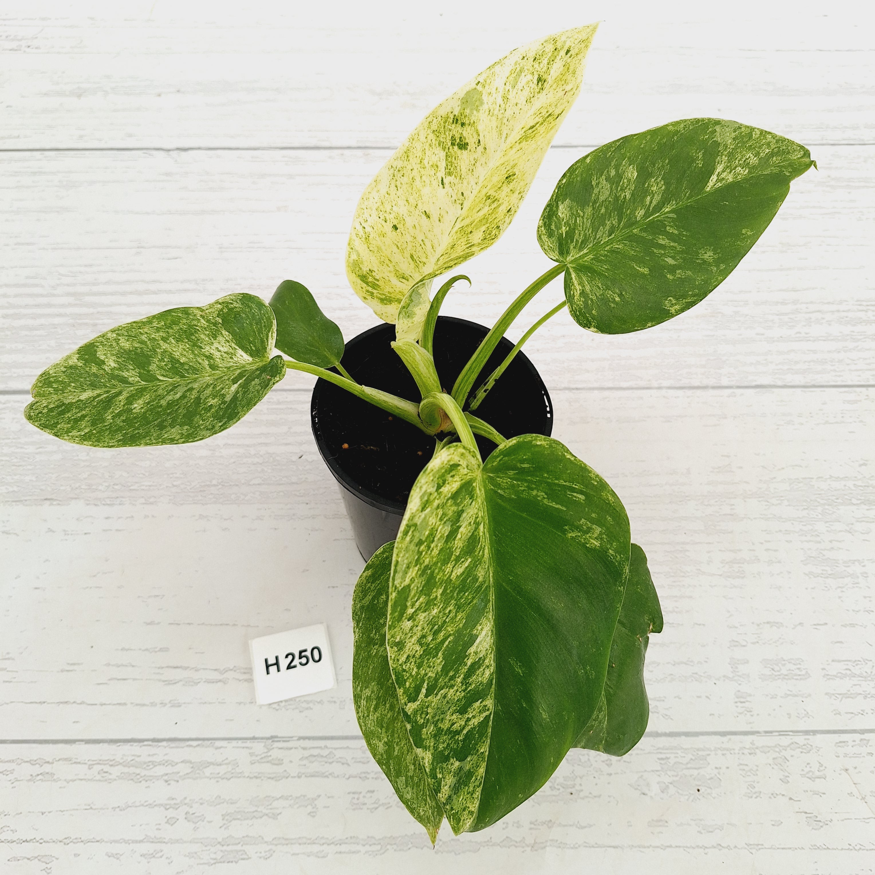 Philodendron giganteum Blizzard - SALE