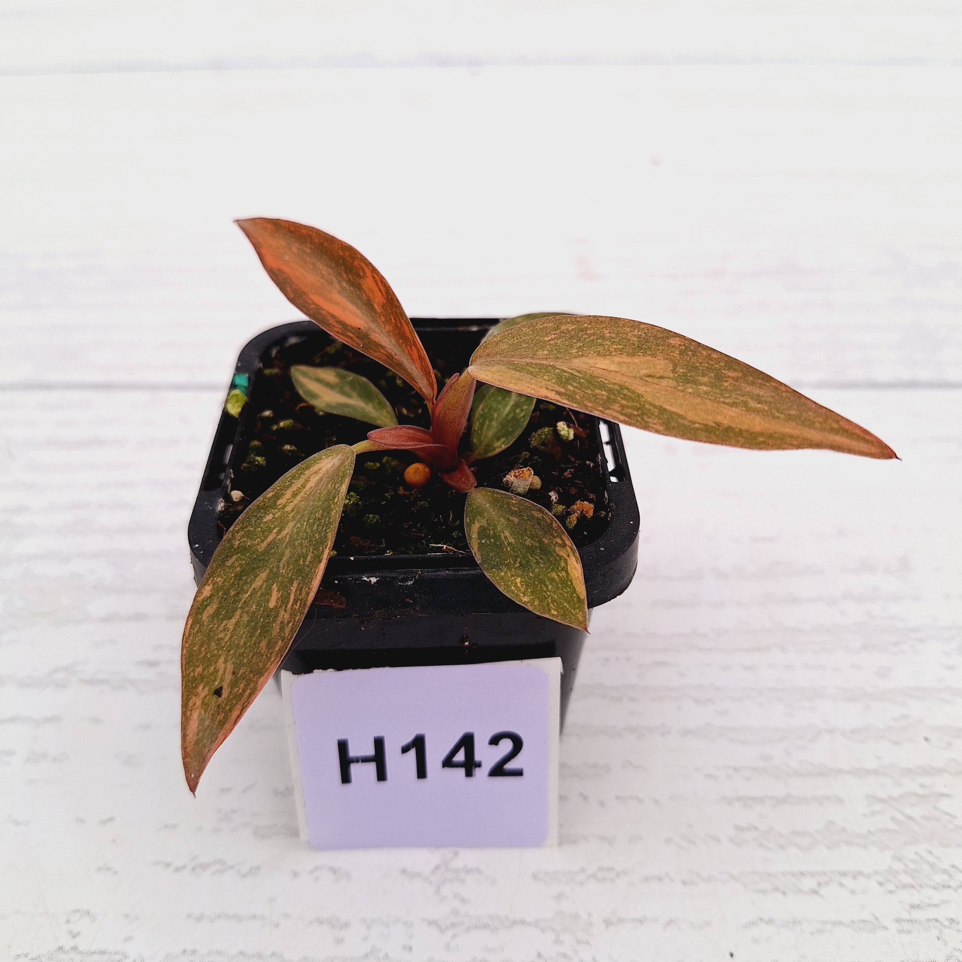 Philodendron &#39;Orange Princess&#39;