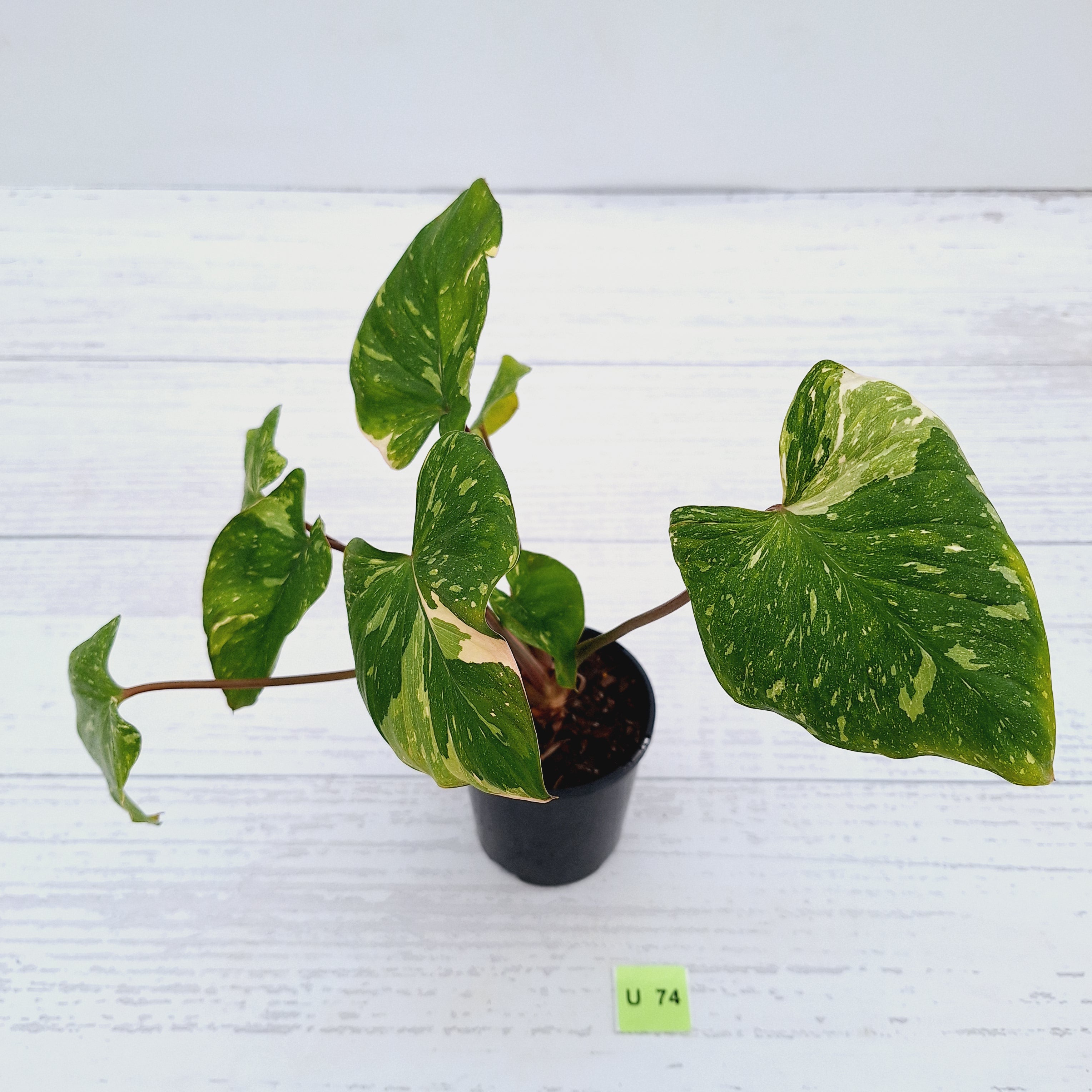 Homalomena rubescens Variegata
