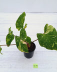 Homalomena rubescens Variegata