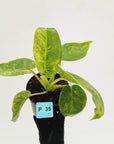 Philodendron giganteum Blizzard - SALE
