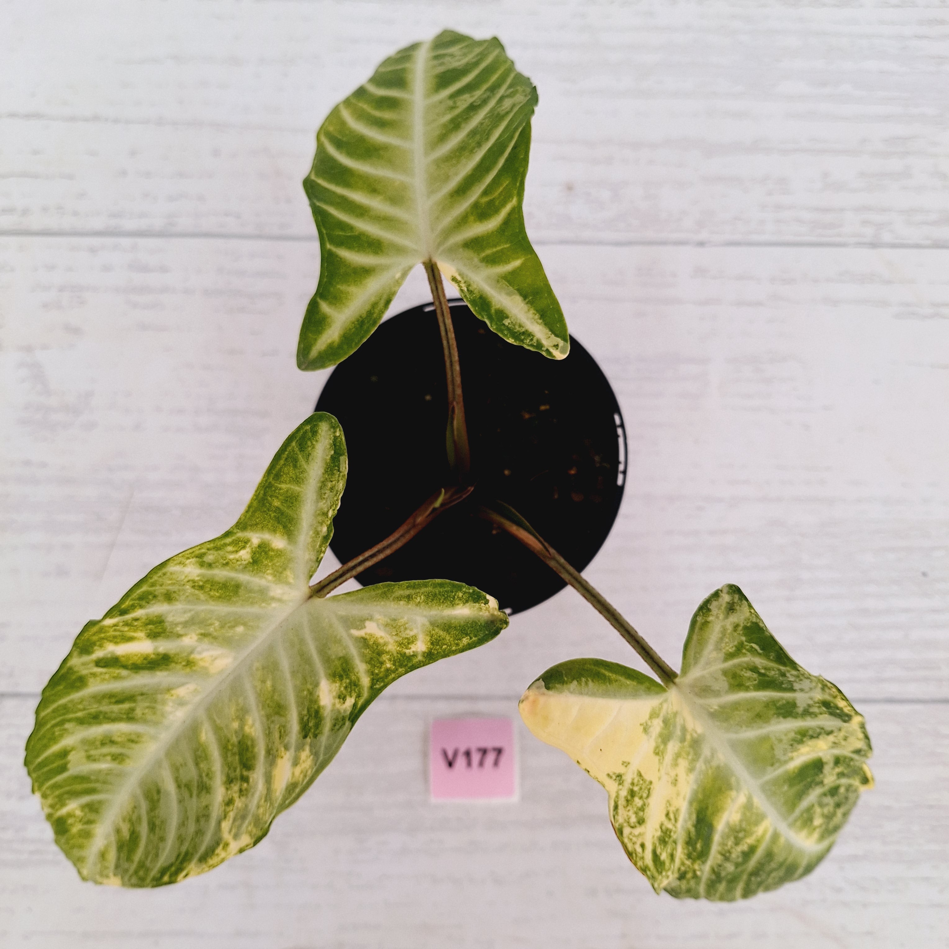 Phyllotaenium lindenii Magnificum Variegata - sale