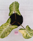Phyllotaenium lindenii Magnificum Variegata - sale