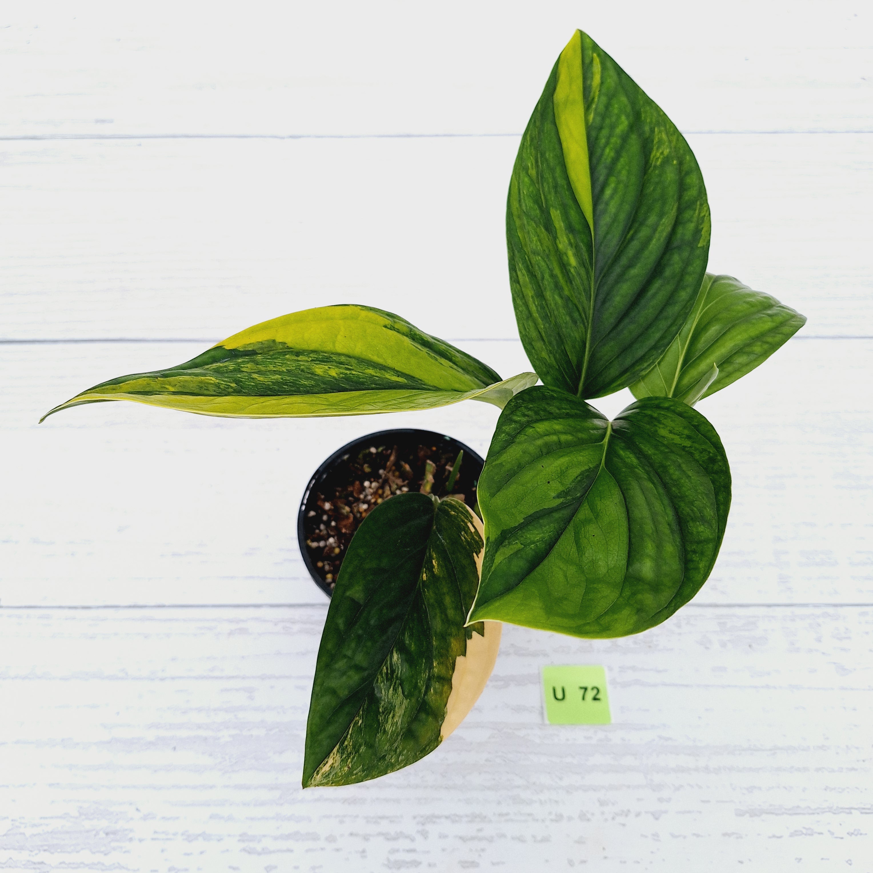 Monstera karstenianum &#39;Peru Variegata&#39;