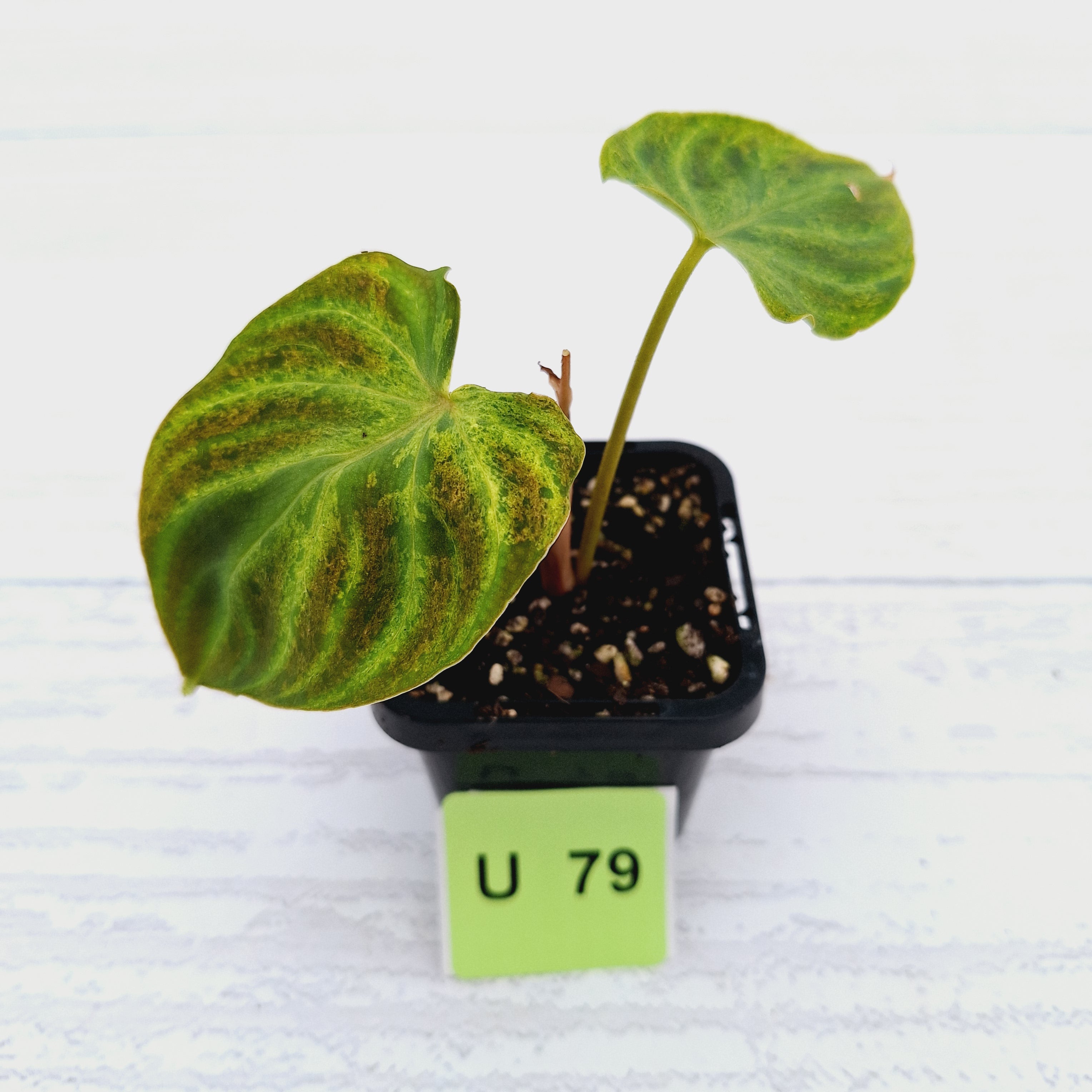 Philodendron verrucosum Variegata