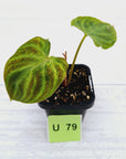 Philodendron verrucosum Variegata
