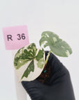 Alocasia melo 'Rhino Skin' Variegata - Bare Bottom Baby