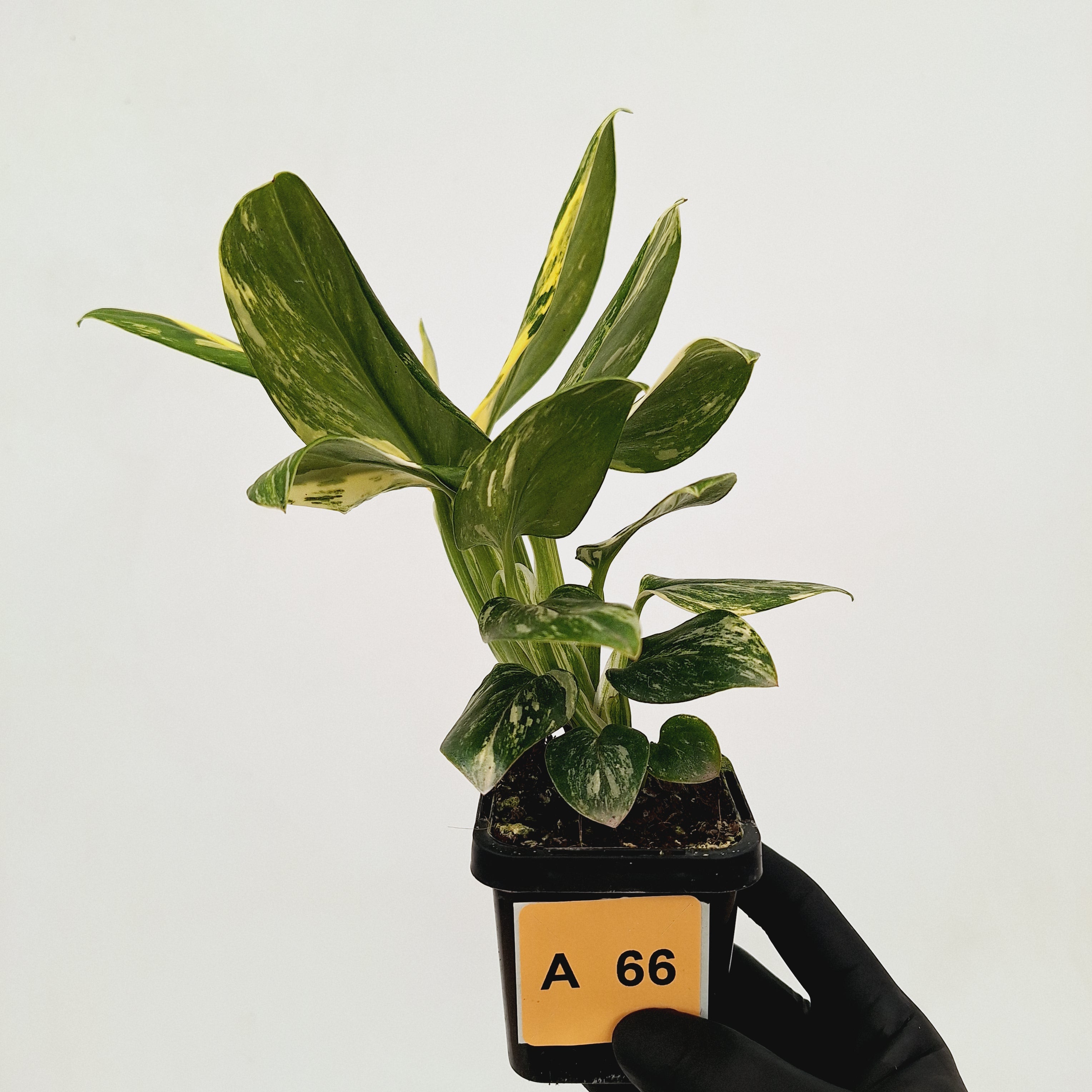 Monstera standleyana &#39;Cobra&#39;