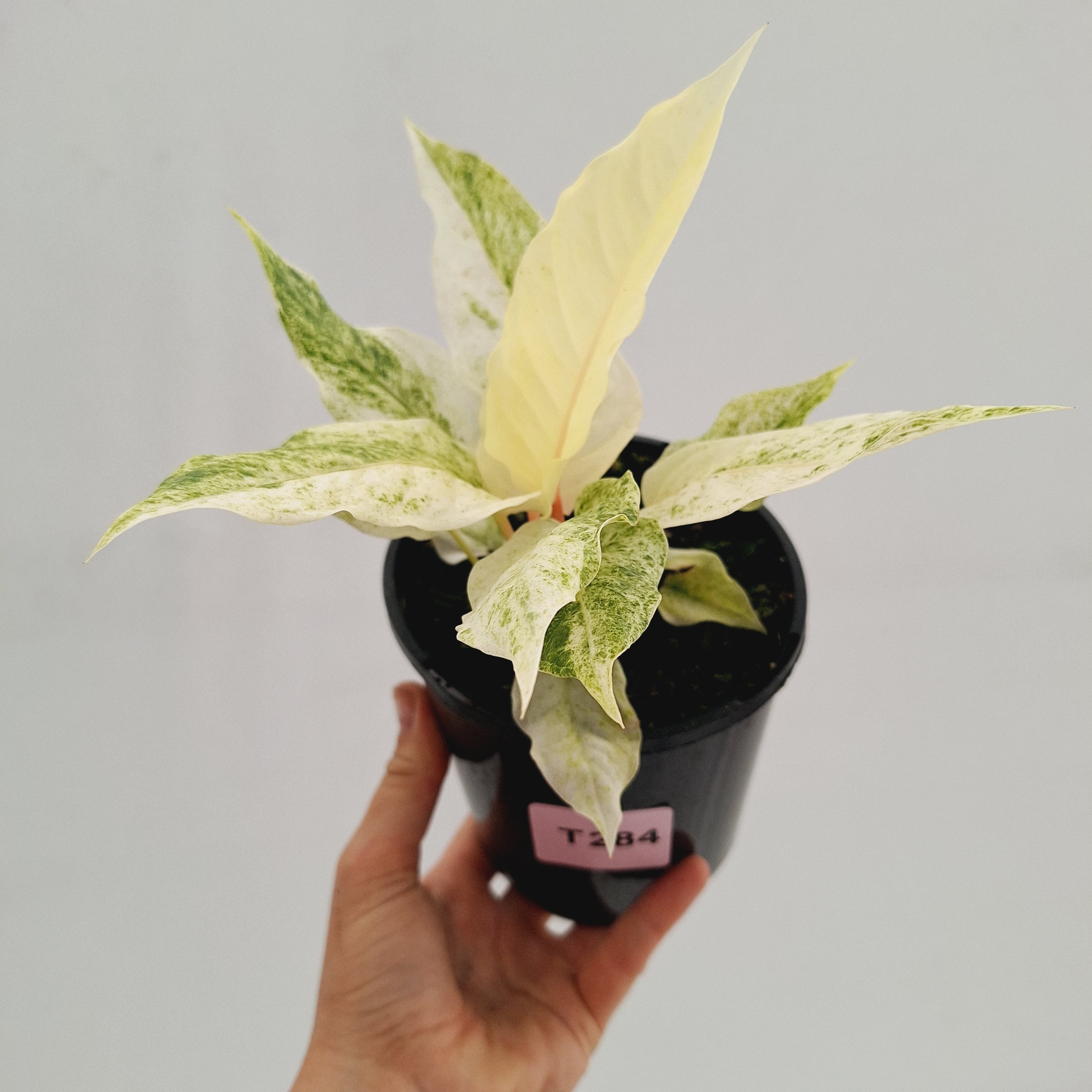 Anthurium Hookeri NOID