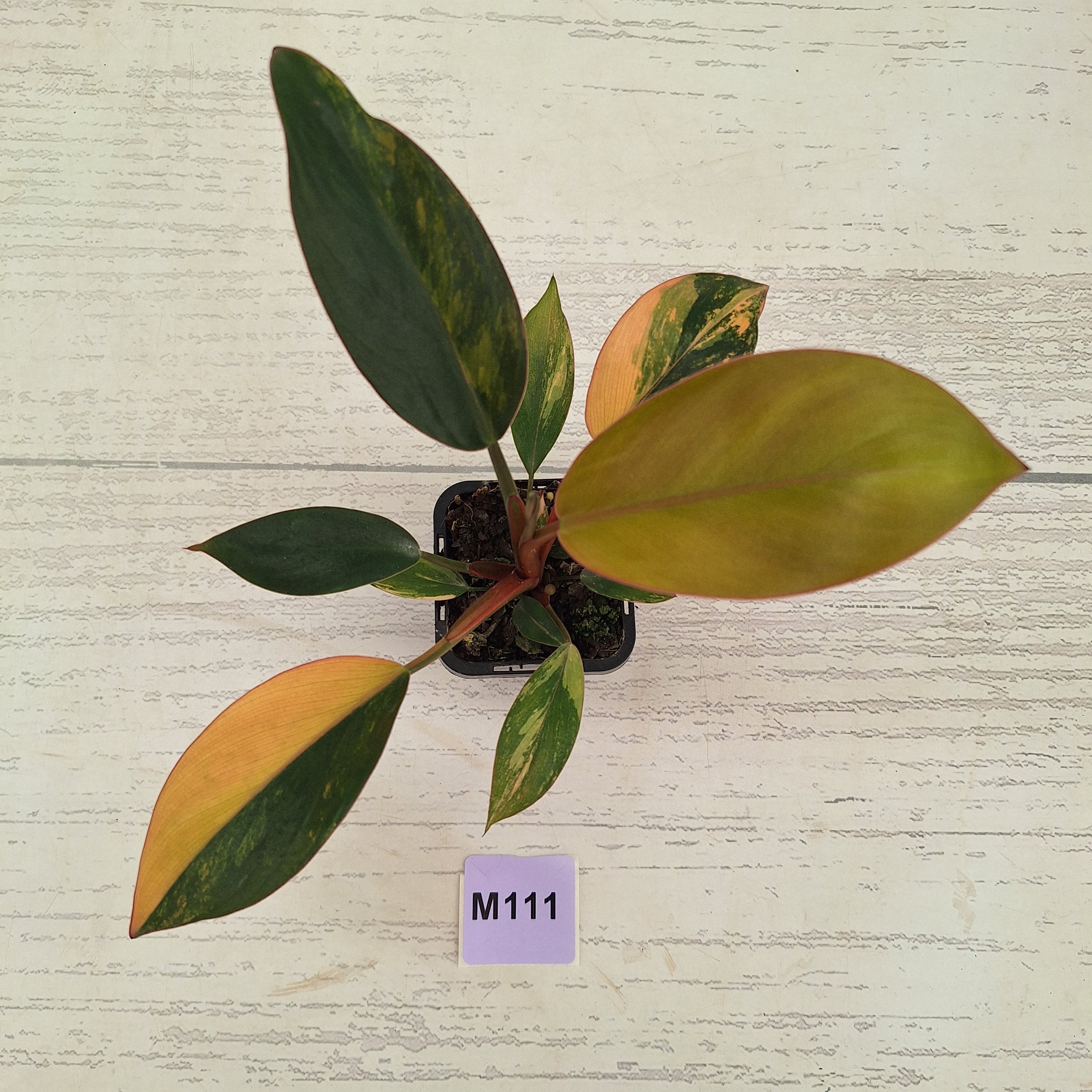 Philodendron 'Rojo Congo Variegated' 70mm