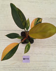Philodendron 'Rojo Congo Variegated' 70mm